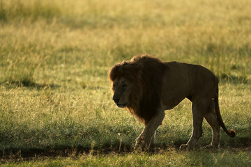 lion in savannah in kenya