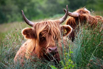 Wall murals Highland Cow scottish highland cow