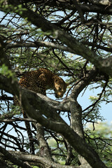 leopard in savannah in kenya