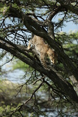 Fototapeta na wymiar leopard in savannah in kenya