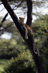 leopard in savannah in kenya