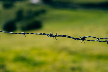 Barbed wire fence on a pasture