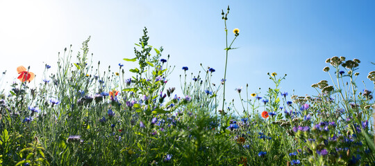 Natural flower meadows landscape
Colorful natural flower meadows landscape with blue sky in summer....