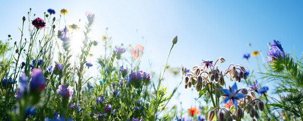 Natuurlijk bloemenweidenlandschap Kleurrijk natuurlijk bloemenweidenlandschap met blauwe lucht in de zomer. Habitat voor insecten, wilde bloemen en wilde kruiden op een bloemenveld. Achtergrondpanorama met korte de