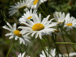 daisies in a garden