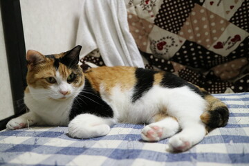 猫の様々な表情