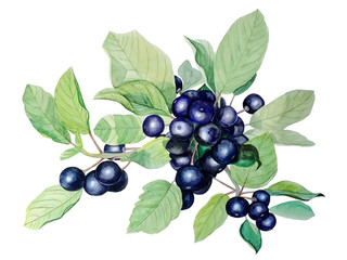 Botanical watercolor illustration of dark blue forest berries on white isolated background.