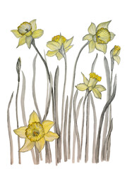 Watercolor illustration of yellow narcissus flower with grey leaves on isolated white background