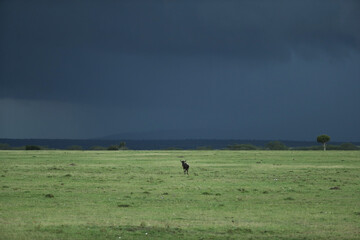 wildebeest in savannah in kenya