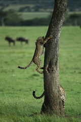 cheetah in savannah in kenya