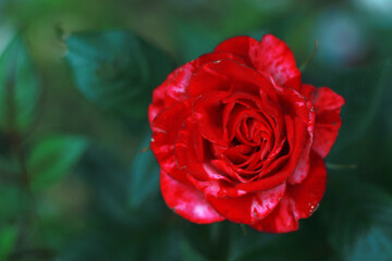 beautiful red rose blossom