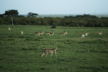Obraz na płótnie Canvas cheetah in savannah in kenya