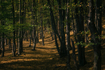 sunlight and shadows on forest ground in autumn