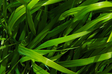 fresh long green grass