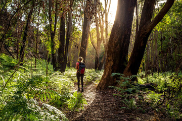 Hiker walking in the Australian bushland - obrazy, fototapety, plakaty