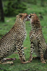 cheetah in savannah in kenya