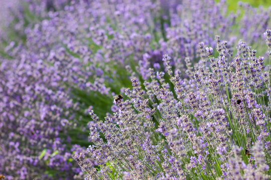 Bumblebees collecting pollen from flowers. Lavender fields with bumblebees. Violet flowers on a big bush in the park. Fields of Provence. Close-up.