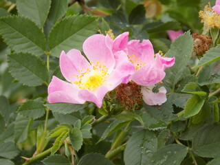 pink rose bush