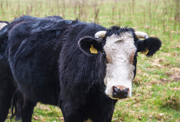 black and white cow