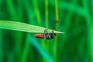 Black and red soldier beetle on a tip of a grass leaf