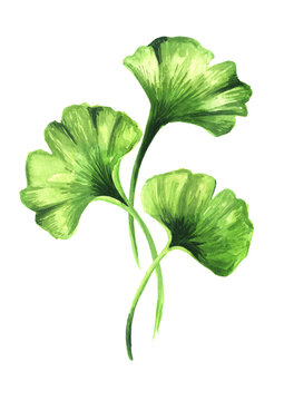 Ginkgo biloba  leaves,  cosmetic and medicinal plant, Hand drawn watercolor illustration isolated on white background