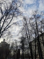 Light feathery clouds against a blue sky and bare gray trees between stone buildings