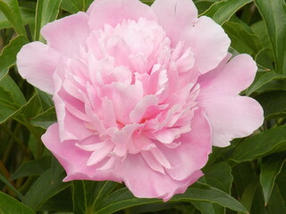 Sunny day. Pink peonies bloom luxuriantly.
