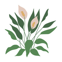 Obraz na płótnie Canvas Peace Lily, Spath, Spathiphyllum. House indoor plant. Botanical, tropical. Home decor, taking care of house plant, growing plants concepts. Flat. Vector stock illustration.