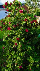 Fototapeta na wymiar Bee pollinating Sweet Briar Rose (Rosa rubiginosa)