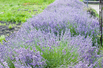 Obraz premium Lavender flowers on large bushes during flowering. Bright purple fragrant buds in the park. Beautiful landscape with flower fields. A walk through the botanical garden in the lavender color period.