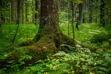 Forest landscape. The trunk and roots of the spruce tree are covered with moss and lichen. Northern nature.
