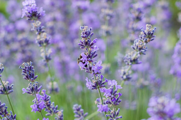 Naklejka premium Lavender flowers on large bushes during flowering. Bright purple fragrant buds in the park. Beautiful landscape with flower fields. A walk through the botanical garden in the lavender color period.