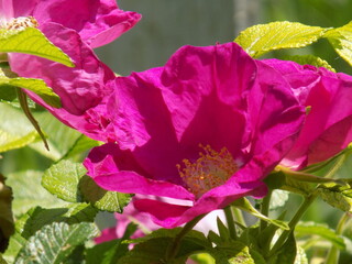 pink rose flower