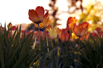 Sunset tulips in the park, yellow and purple