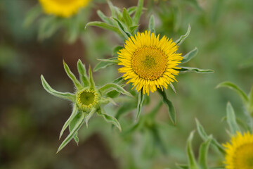 Spiny starwort