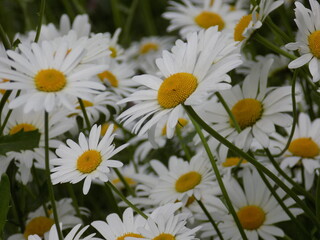 Sunny. Delicate chamomile blooms.