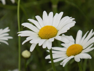 Obraz premium Sunny. Delicate chamomile blooms.