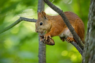 Cute squirrel in the forest. A squirrel with a fir cone in its paws sits on a tree branch.
