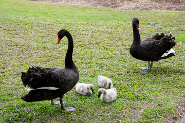 Obraz premium A pair of adult Australian black swans with baby cygnets.