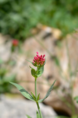 Red valerian