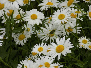 A sunny summer day. A delicate white chamomile blooms.