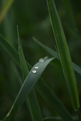 Obraz premium drops of dew on grass