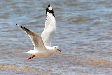 Fototapeta na wymiar Silver gull flying low over the clear sea water at Redcliffe Queensland