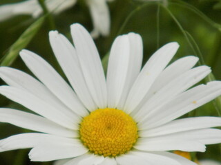 A sunny summer day. Lush bloomed chamomile.