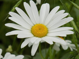 Obraz premium A sunny summer day. A delicate white chamomile blooms.