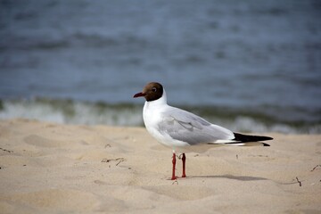 Lachmöwe am Strand
