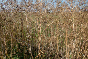 Fototapeta premium Long dried grass in Danube Delta, Romania. Texture image, background