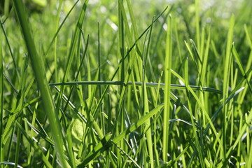 green grass background