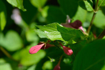 Old-fashioned weigela