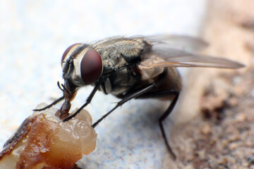 fly suck